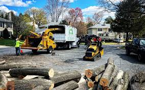 Trusted Adrian, MN Tree Care Experts
