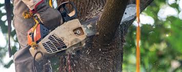 Best Root Management and Removal  in Adrian, MN