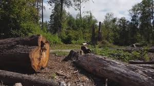 Best Hazardous Tree Removal  in Adrian, MN