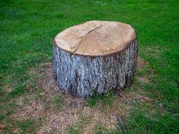 Best Tree Maintenance Programs  in Adrian, MN