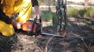 Pest Control for Lawns in Adrian, MN