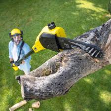 Best Grass Overseeding  in Adrian, MN