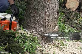 Best Leaf Removal  in Adrian, MN