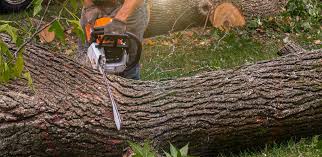 Best Lot and Land Clearing  in Adrian, MN