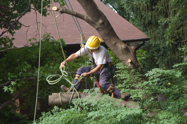 Best Seasonal Cleanup (Spring/Fall)  in Adrian, MN