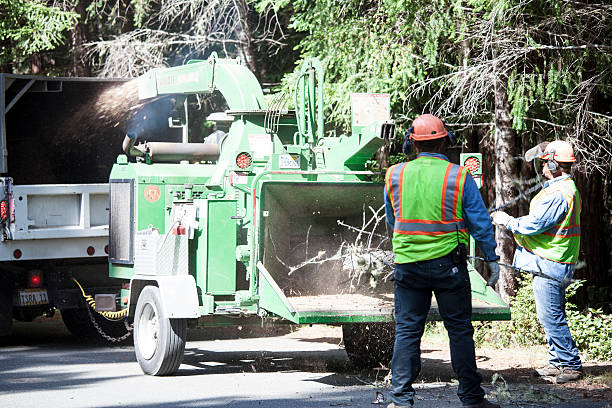 Best Fruit Tree Pruning  in Adrian, MN