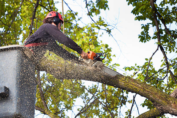 Best Tree Disease Treatment  in Adrian, MN