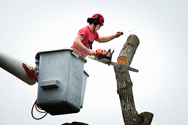 Best Tree Preservation Services  in Adrian, MN