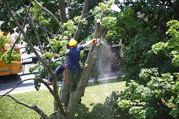 Best Firewood Processing and Delivery  in Adrian, MN