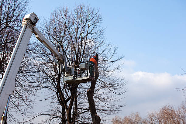 Best Tree Cabling and Bracing  in Adrian, MN