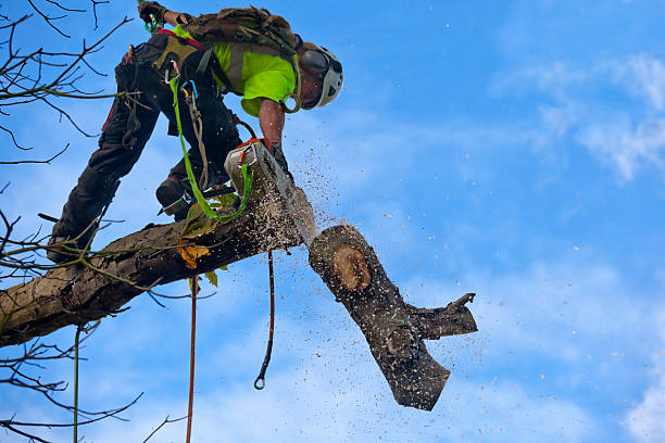 Best Hazardous Tree Removal  in Adrian, MN