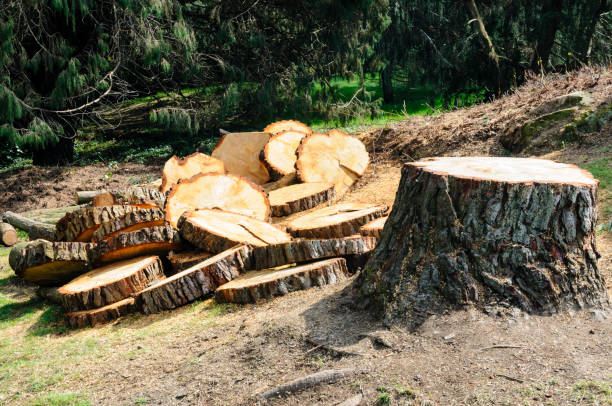 How Our Tree Care Process Works  in  Adrian, MN